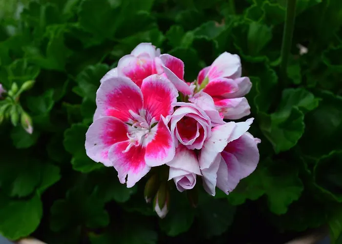 דירה Kuchler וולדן אם וורתרסי