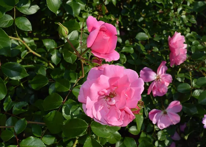 Kuchler * וולדן אם וורתרסי